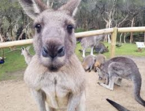 kangaroo